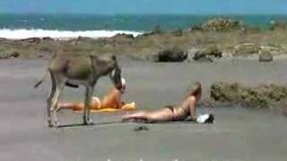 Risas - Burro en la playa