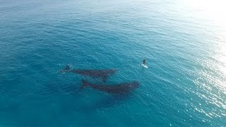 Remando en tabla con ballenas gigantes