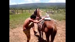 Un caballo bravo