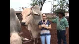 Toro asusta a presentadora de tv