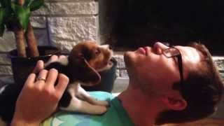 Cachorrito aprendiendo a aullar