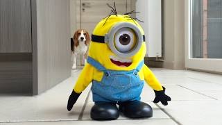 Perros vs Tumblin Stuart de  The Minion!