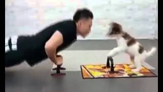Perro ejercitandose con su amo