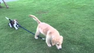 Cachorritos divertidos