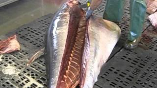 Corte de un atún 2/2