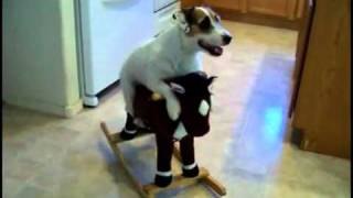 Un perro genial