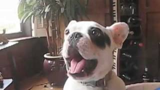 Perro que imita a un bebé