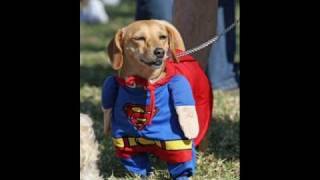 Perro Volador