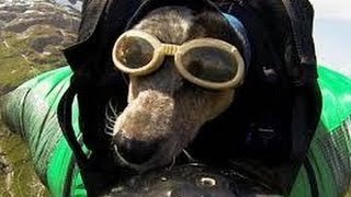 Increibles perros paracaidistas