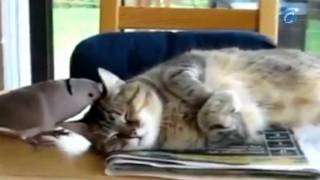 Paloma fastidiando a un gato