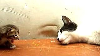 Mamá gata habla con su gatito