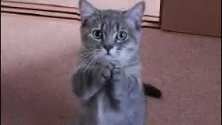 Gato ruega por comida