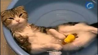 Gato relajado en la bañera