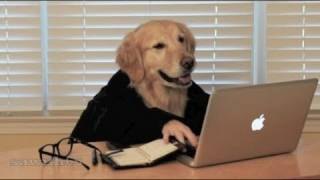 Perro Businessman