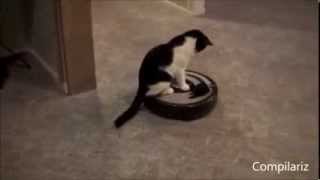 Aspiradoras y gatos
