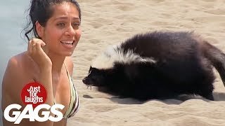 Mofeta en la playa