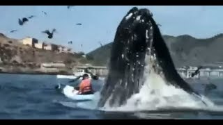 Gran susto con ballena
