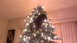 Gato tumba hermoso arbol de navidad