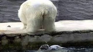 Animales graciosos para morir de la risa