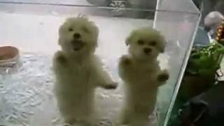 Perros bailando merengue