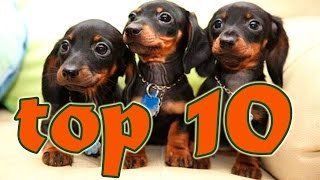 Videos graciosos de perros salchichas