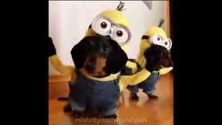 Perros jugando de Minions