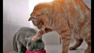 Gatos Graciosos