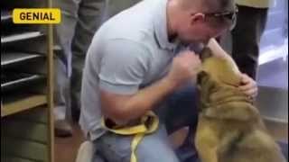 Perros recibiendo a sus dueños