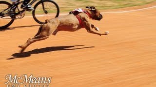Carrera de perro vs ciclista