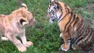Cachorritos de león y tigre peleando
