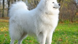 Razas de perro más caras del mundo