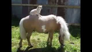 Chihuahua montando un poni