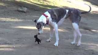 Pequeño cachorrito conociendo un perro grande