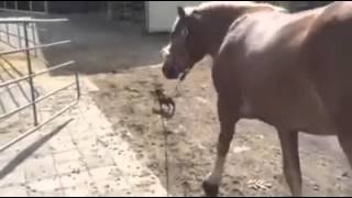 Chihuahua paseando un caballo
