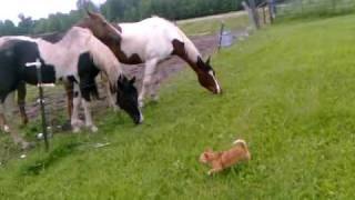 Chihuahua vs. caballos