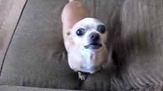 Perrito chihuahua muy bravo