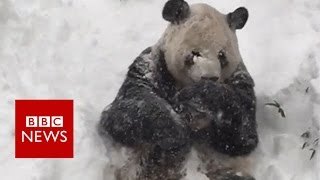 Oso Panda disfrutando de la nieve