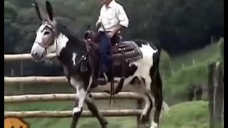 Burro Mamut - Burro Gigante