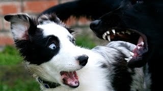 Perros graciosos y tiernos