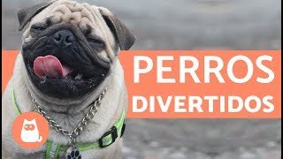Perros divertidos