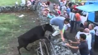 Caidas y revolcones con toros