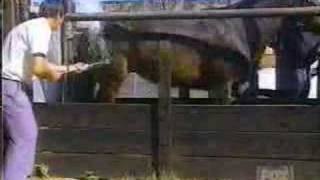 Terrible patada de caballo