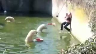 Mujer cae en pozo de osos polares