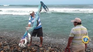 Pesca con atarraya en el mar - Lisas grandes