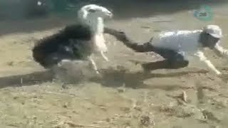 Cabra golpea a su dueño por la espalda 