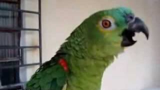 Loro cantando ópera