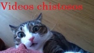 Videos graciosos de animales