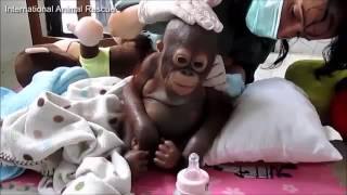 Budi - El bebé orangután