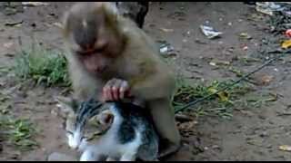 Mono con su gato mascota
