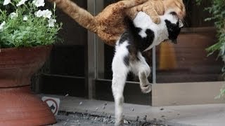 Pelea de Gatos - Epica